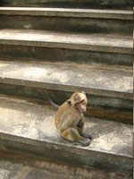 Monkey sitting on steps