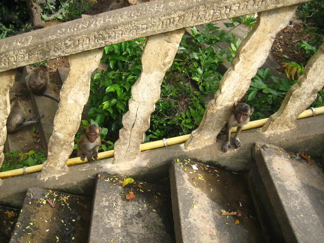 Monkeys - free image