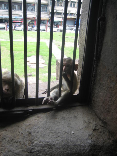 Monkeys - free image