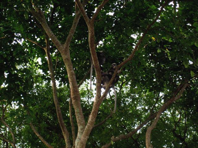 Monkeys on tree - free image