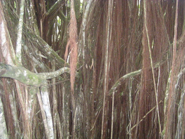 More lianas? - free image