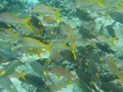 More pretty yellow fishes