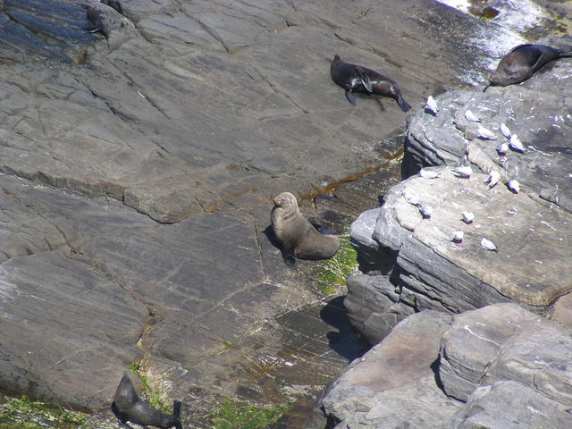 More seals in Australia - free image