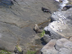 More seals in Australia