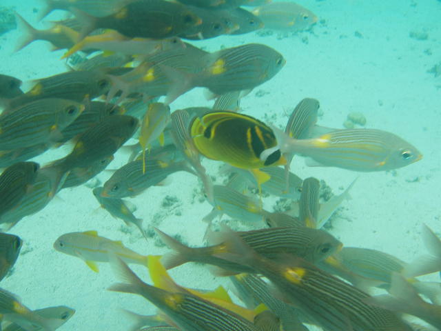 More veriety of yellow fishes - free image