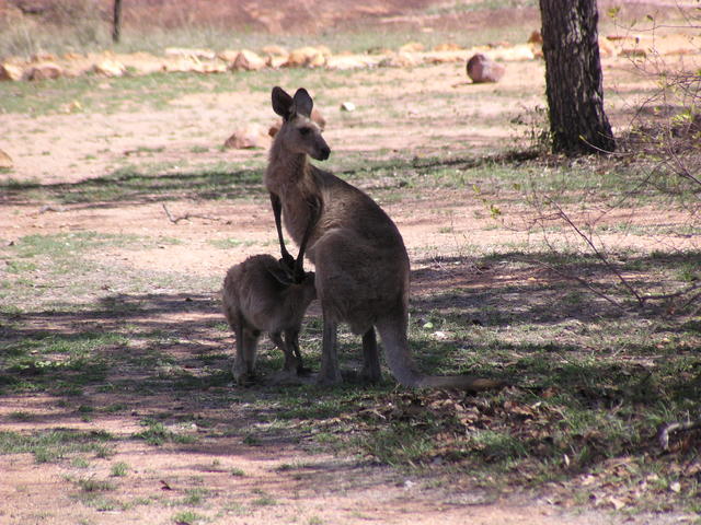 Mother and son - free image