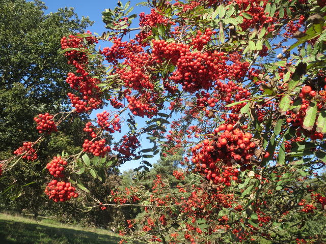 mountain ash - free image