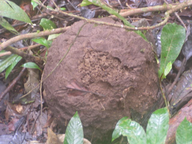 muddy hive - free image