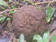 muddy hive