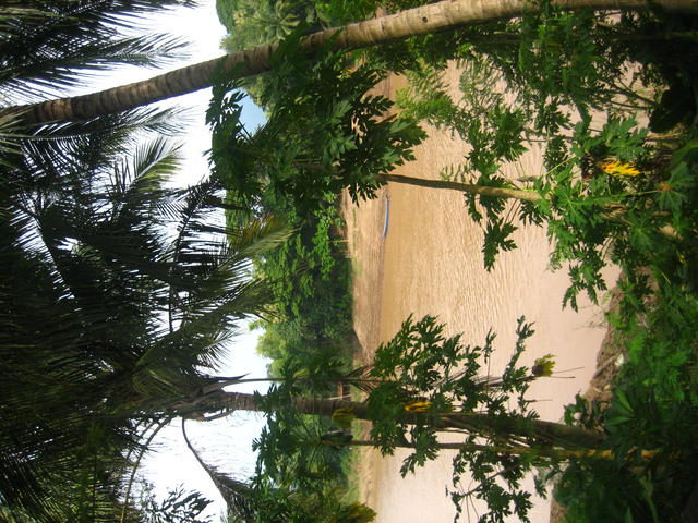 muddy tropic river - free image