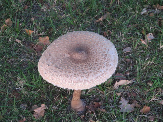 mushroom - free image