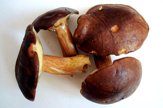 Mushrooms - free image