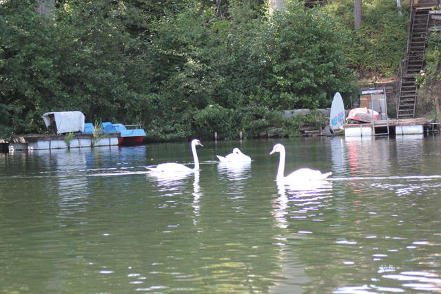 Mute Swan - free image