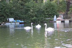 Mute Swan