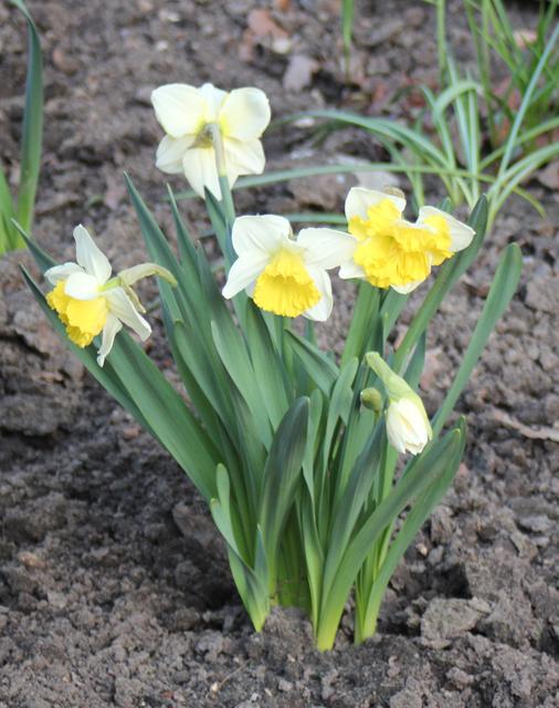 narcissus - free image