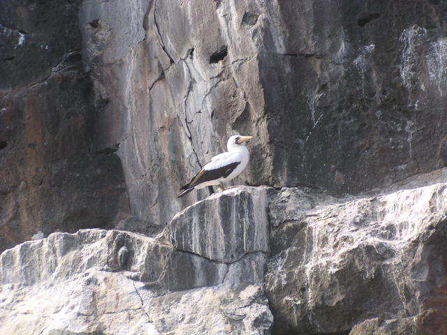 nazca boobie - free image