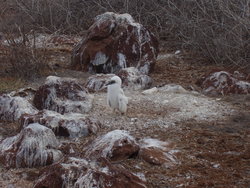 Nazca Booby Bird