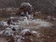 Nazca Booby Bird