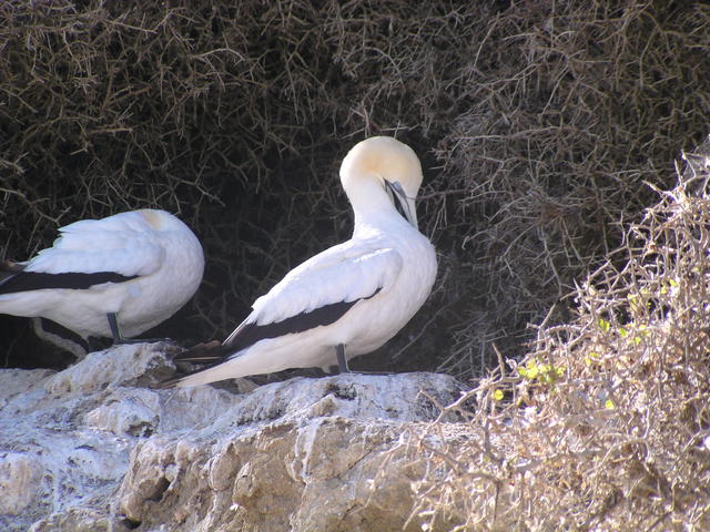 Nazca Booby Bird - free image