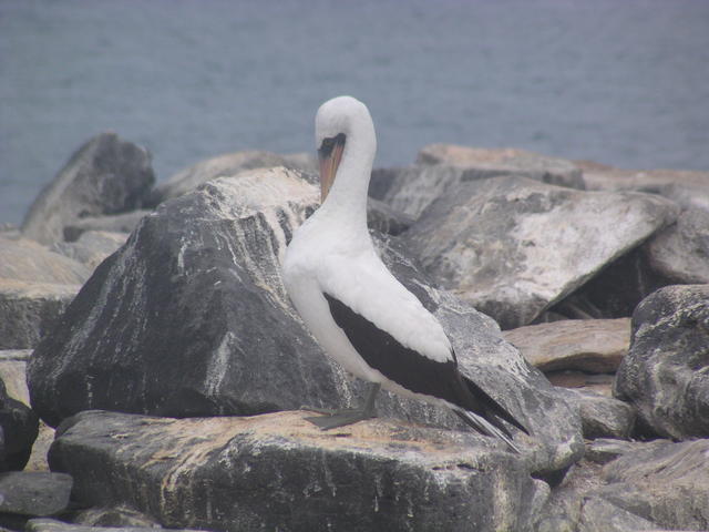 Nazca Booby Bird - free image