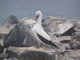 Nazca Booby Bird