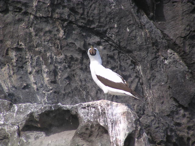 Nazca Booby Bird - free image