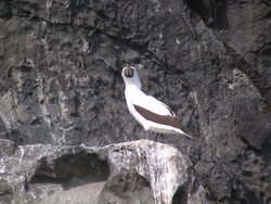 Nazca Booby Bird