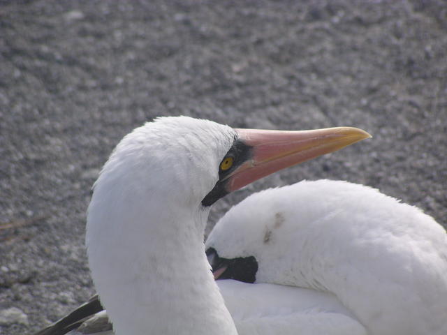 Nazca Booby Bird - free image