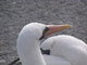 Nazca Booby Bird