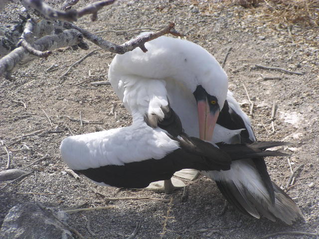 Nazca Booby Bird - free image