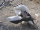 Nazca Booby Bird