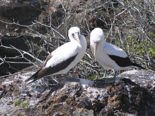 Nazca booby couple - free image