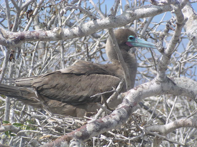 nesting red footed booby - free image