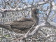 nesting red footed booby