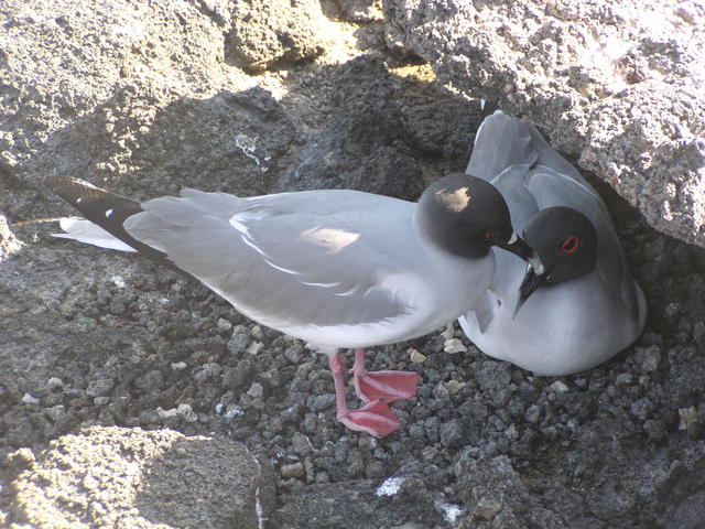nesting swallow tailed gull - free image