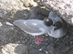 nesting swallow tailed gull