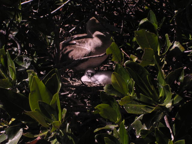 nestling booby - free image