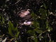 nestling booby