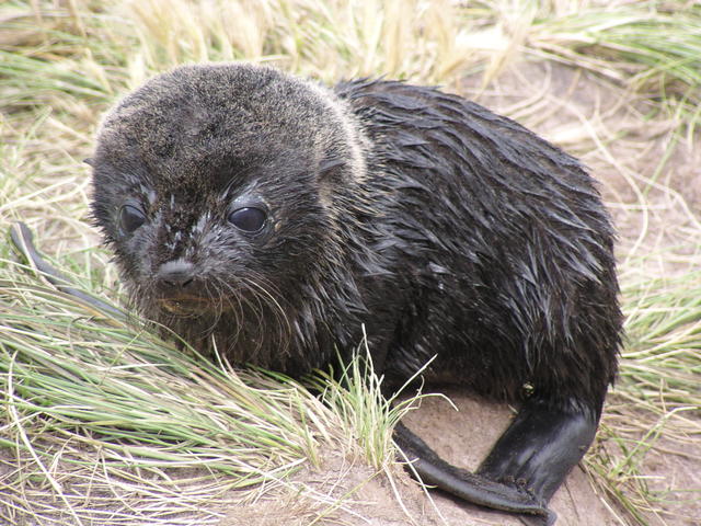 New born seal - free image