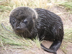 New born seal