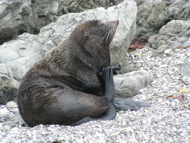 new zealand fur seal - free image