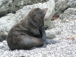 new zealand fur seal