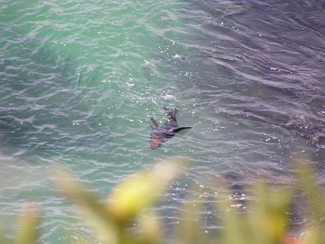 New Zealand sea lion - free image