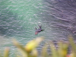 New Zealand sea lion