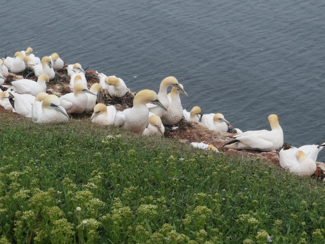 Northern Gannet - free image