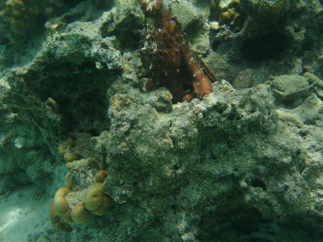 Octopus in corals - free image