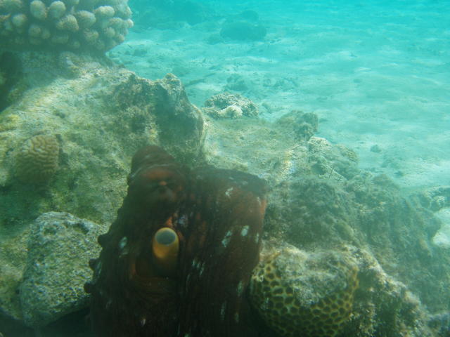 Octopus pretending to be plant - free image