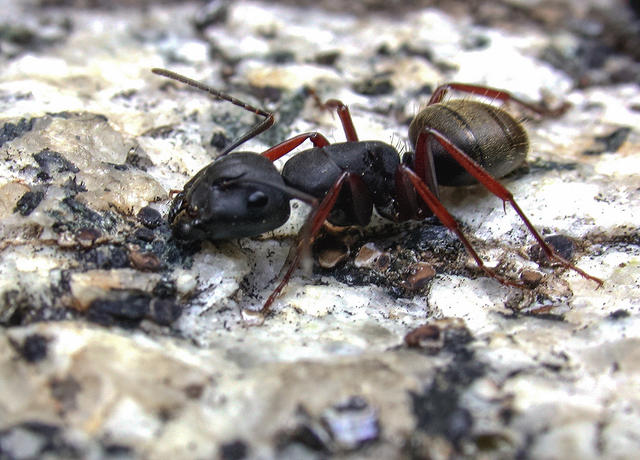 Odorous ant - free image