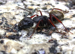 Odorous ant