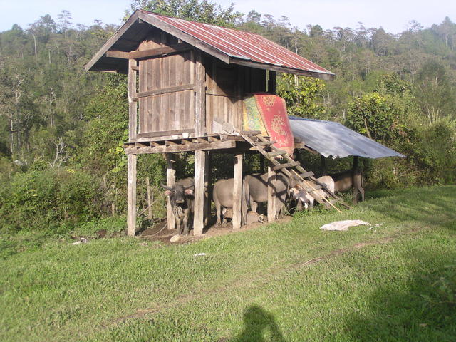 Old  cow shed - free image